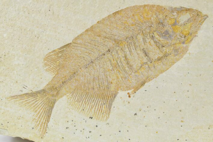 Uncommon Fish (Phareodus) Fossil - Wyoming #356747